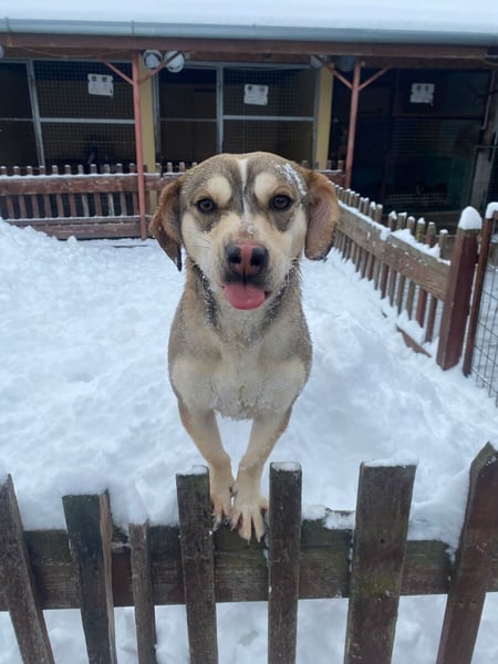 Dion - fast ein Schneehase