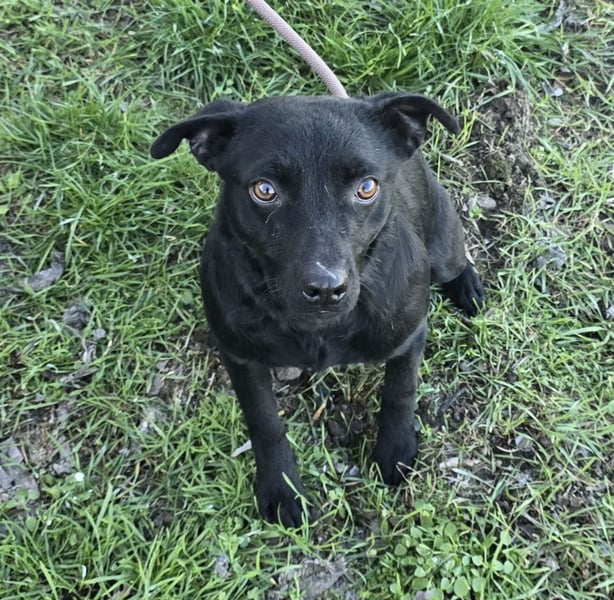 Litchi black is beautiful