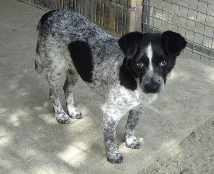 Cuki - zauberhaftes Hundemädel