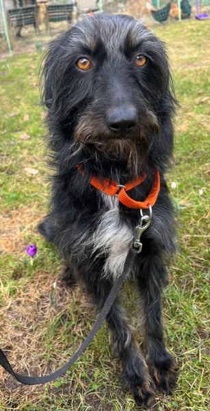 Bonus der Anhängliche (auf Pflegestelle in Schleswig Holstein)