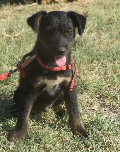 Sid - auf ICE AGE Spuren (Pflegestelle in Süderbrarup)