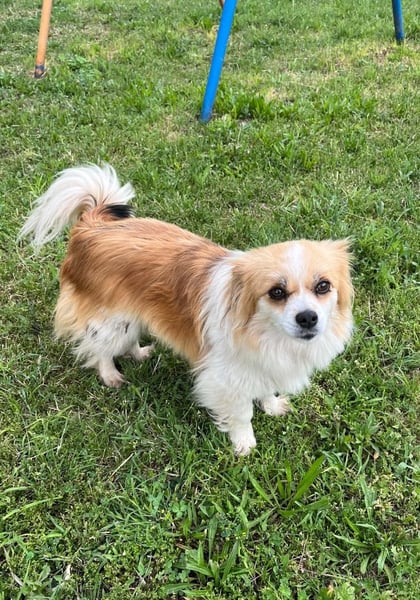 LILLY auf der Suche nach dem Hundeglück