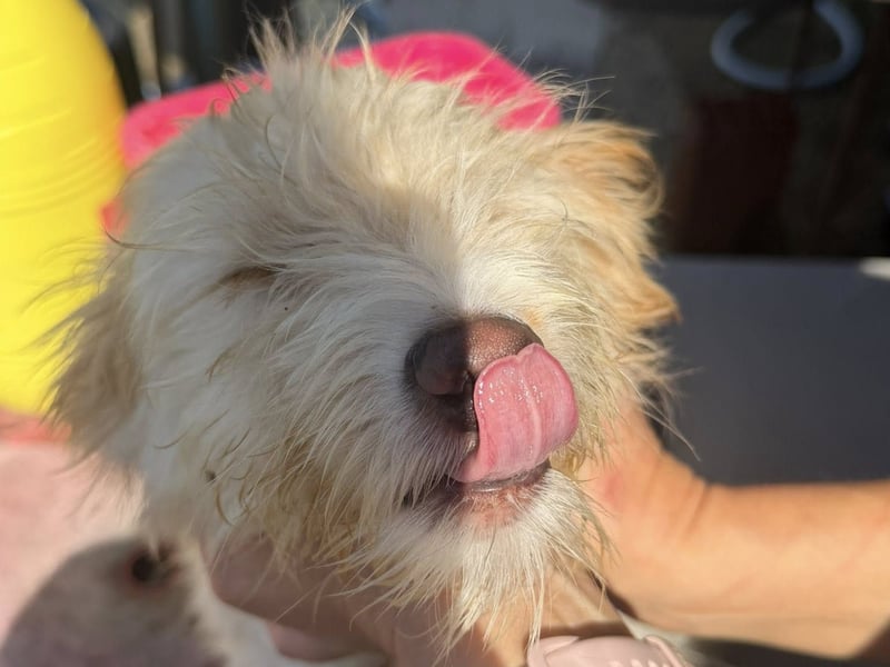 KALLE wünscht sich eine Familie