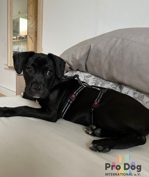 Sharik sucht dringend ein neues Zuhause