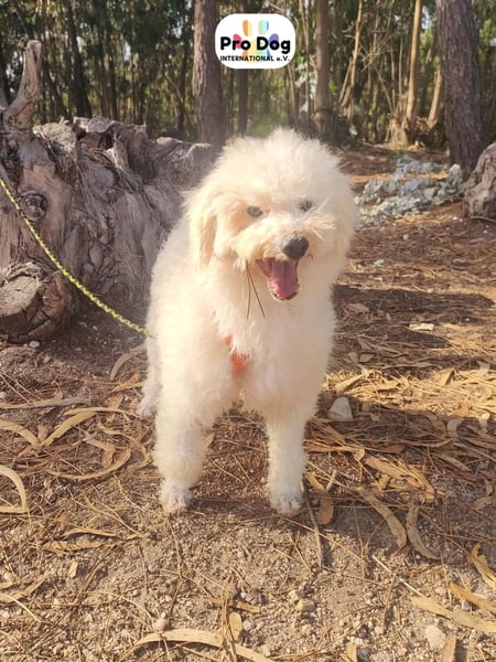 Fénix auf Pflegestelle in Langenbrand