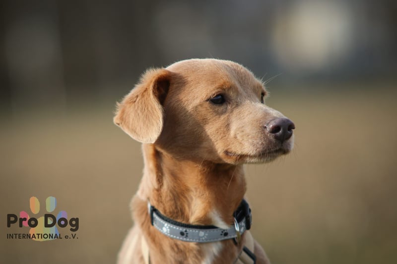 Oscar - ein kleiner Notfall auf der Suche