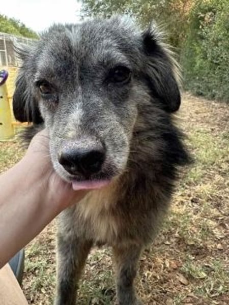 Mercury - lebensfroher Junghund sucht sein Zuhause