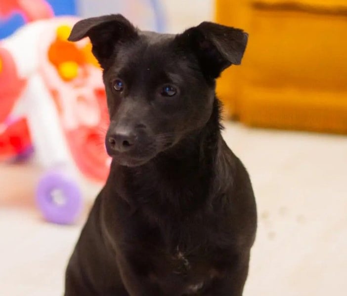 TYSON - abenteuerlustiger Junghund sucht seine Familie