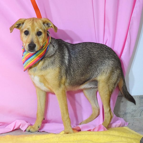 Junge Jenta auf der Suche nach ihrem Für-Immer-Zuhause