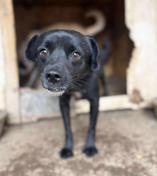 BLACKY - schwarze Schönheit