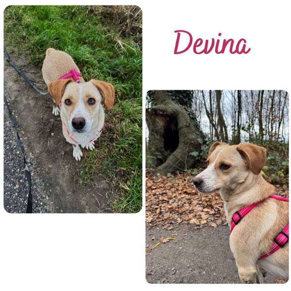 Devina wartet in 41379 Brüggen