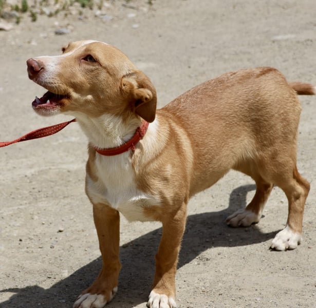 Goofy - freundlich, zutraulich und lässt sich gerne anfassen