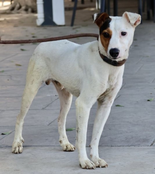 Parche - familiengeeignet, freundlich und lernwillig