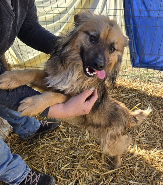 Carlo - verschmust und freundlich