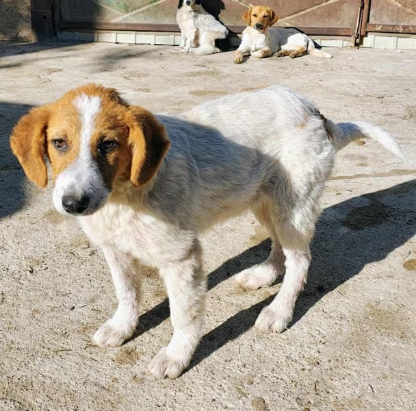Lucy - jung und neugierig