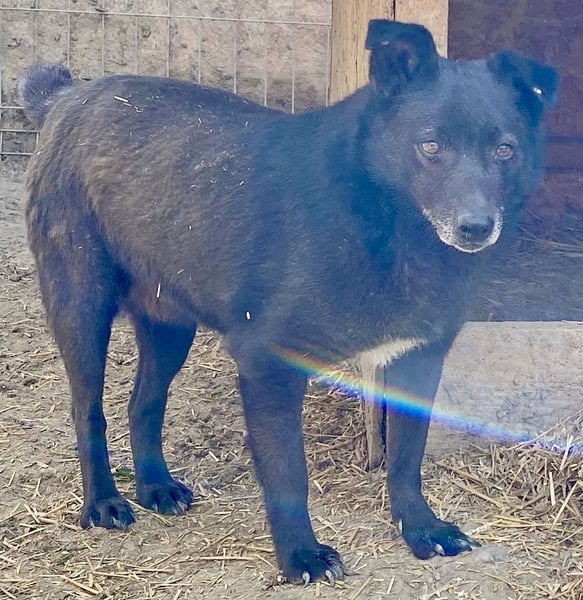 Silene - sanft und verträglich