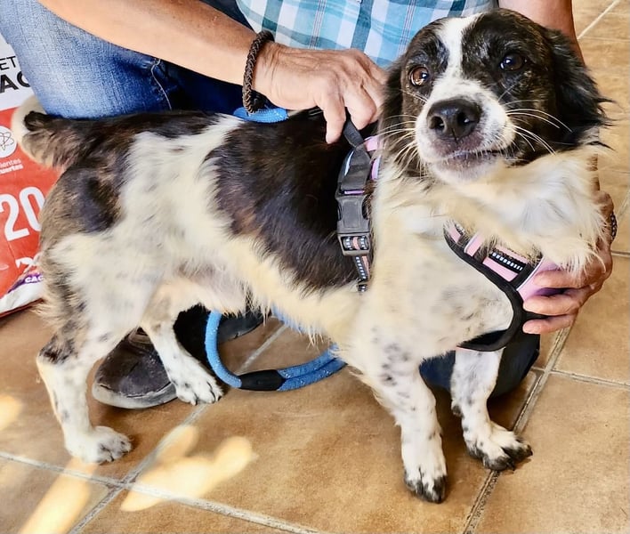 Nico - verschmust, neugierig und lernwillig