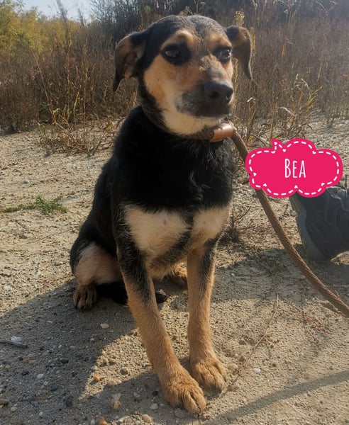 Bea ein Engel mit gebrochener Seele