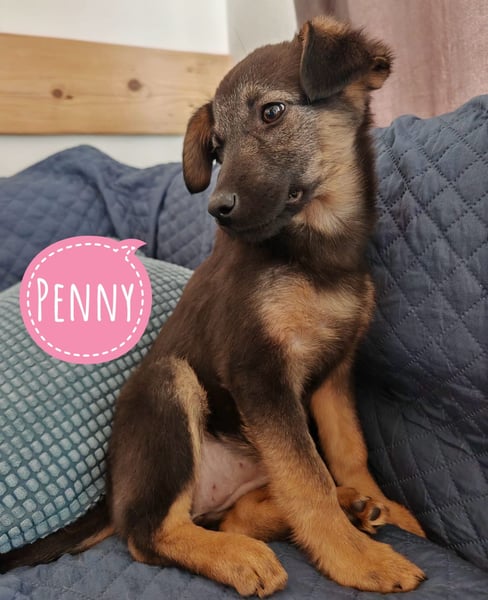 Penny ein sehr braves Welpenmädchen