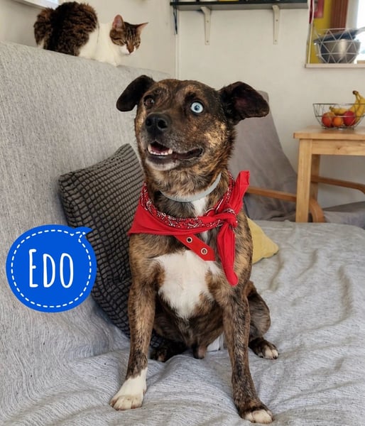 Edo - ein grausames Schicksal