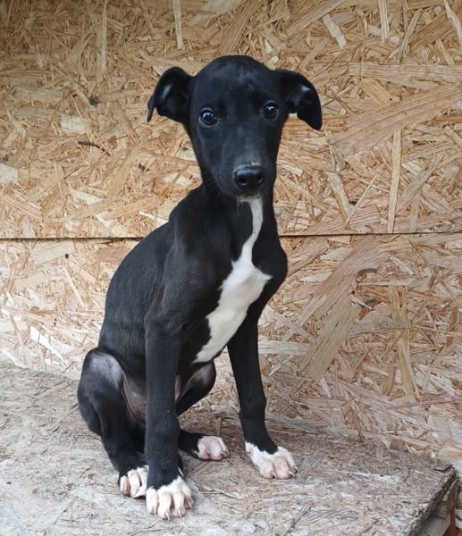 Sonic Tierschutzhund sucht ein Zuhause