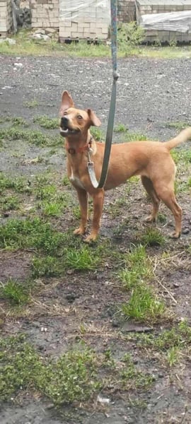 Daisy, geboren 01.01.2025, 37cm sucht ihre Chance