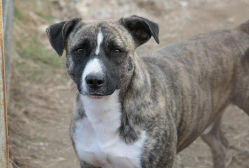 Niky - wer gibt dem sanften Rüden eine Chance?