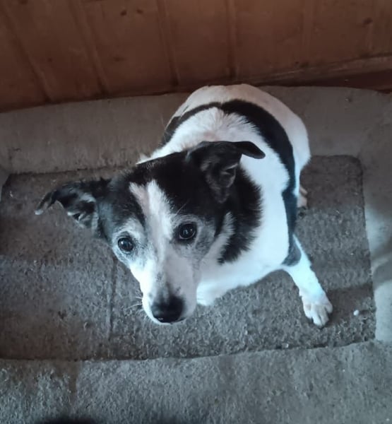 Xipsy, sucht dringend Altersruhesitz