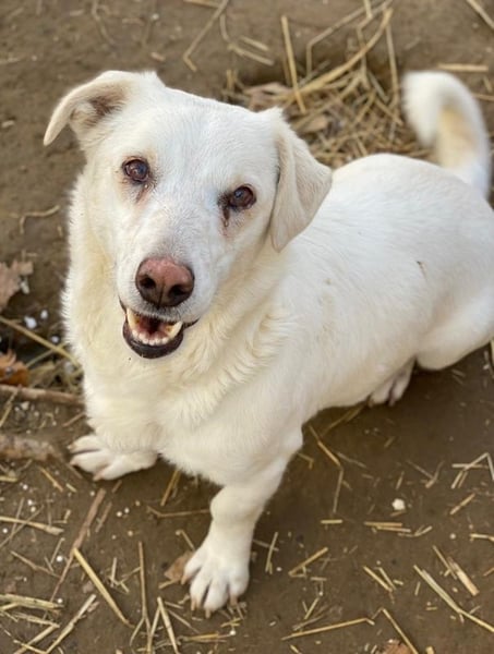 Lighty, geb. ca. 12/2021, lebt in GRIECHENLAND, auf einer privaten Pflegestelle