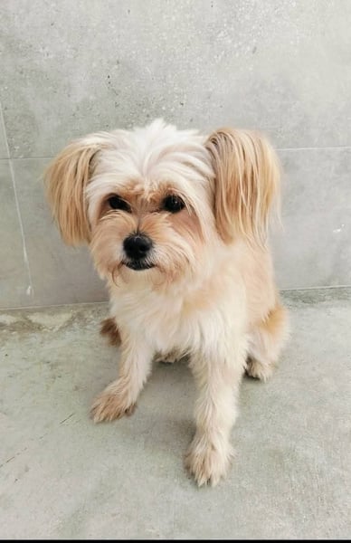 Kima