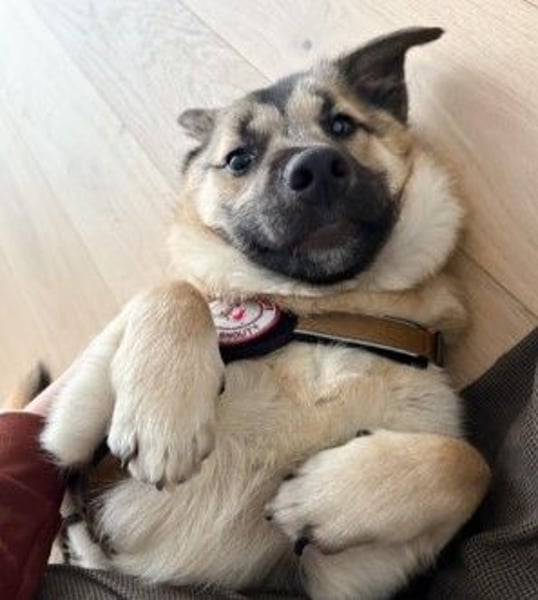 URMEL - kleiner süßer Junghund sucht liebevolles Zuhause