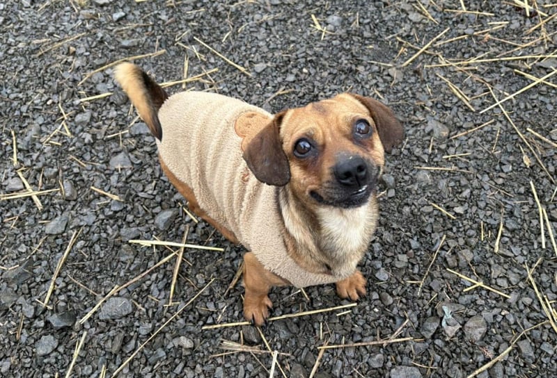 Kleiner Enno möchte eine Familie