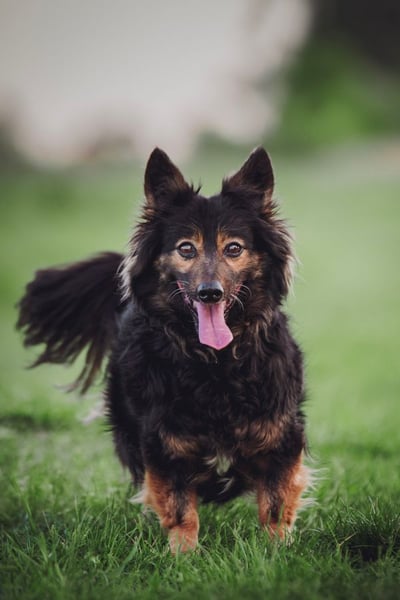 Stella - rüstige Seniorin die noch flott unterwegs ist