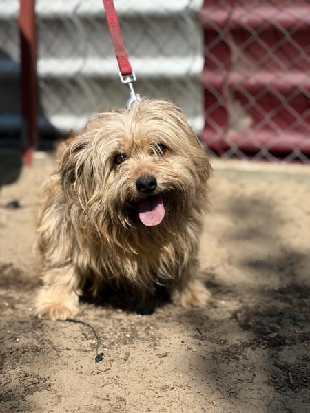 Scooby wartet auf sein großes Glück