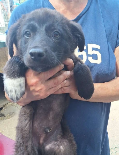 ⭐️CHAKO⭐️, lebensfroher junger Rüde, 1 Jahr, 29 cm, Mischling, Tierschutz