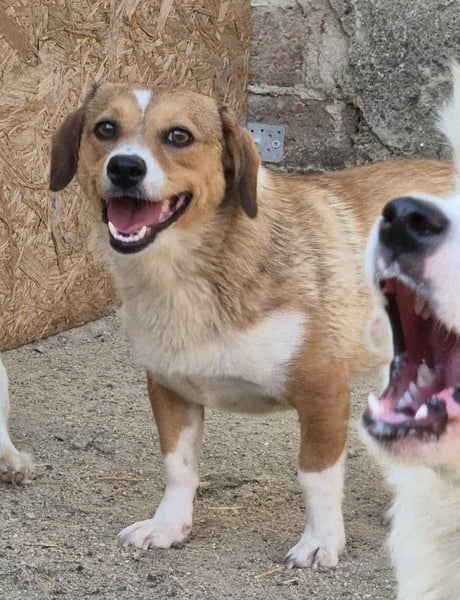 ⭐️FABIENNE⭐️, Hündin, 1,5 Jahre, 34 cm, Mischling, Tierschutz