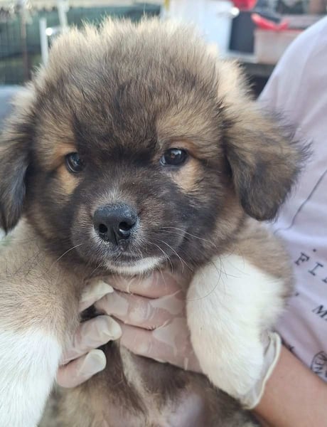 ZANDO, neugieriger Sonnenschein, Rüde, 2 Monate, 20 cm, Mischling, Tierschutz