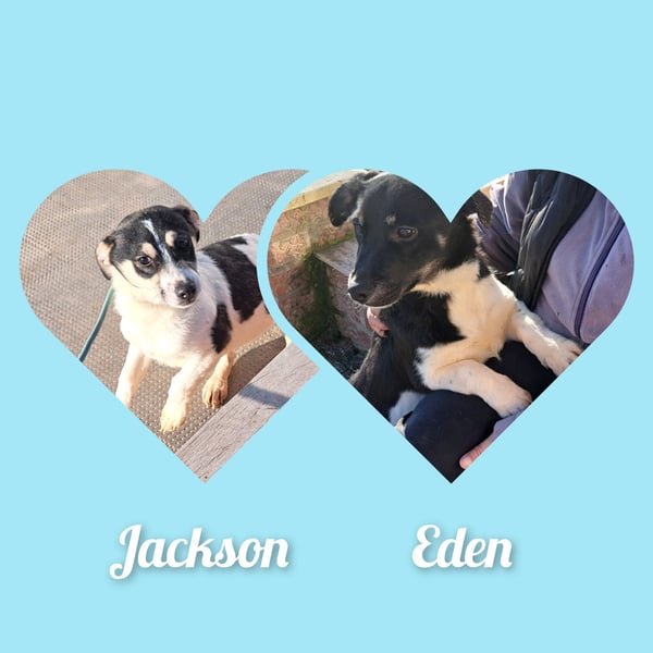 Welpen Buben Eden 25cm und Jackson 22cm möchten Rumänien gerne schnell verlassen