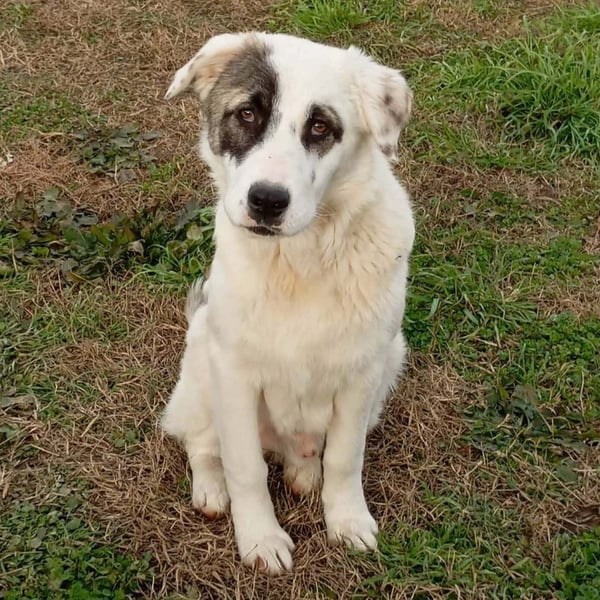 Angelo sucht ein Zuhause / eine Pflegestelle