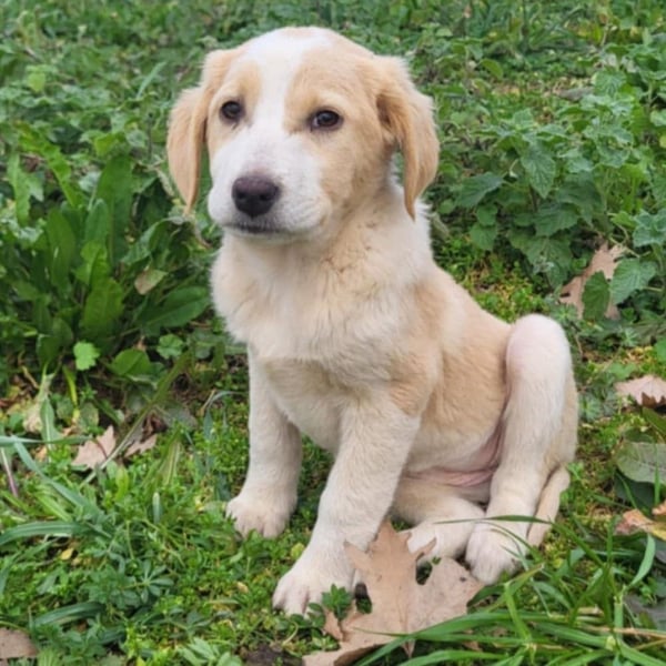 Hilda: sucht ein Zuhause/Pflegestelle- vorgemerkt