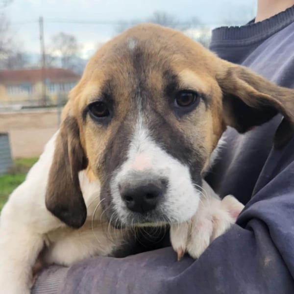 Danai: sucht ein Zuhause/Pflegestelle-reserviert