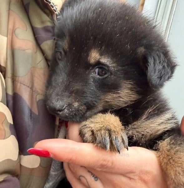 WICHTEL - zuckersüßer Welpenjunge sucht sein Zuhause