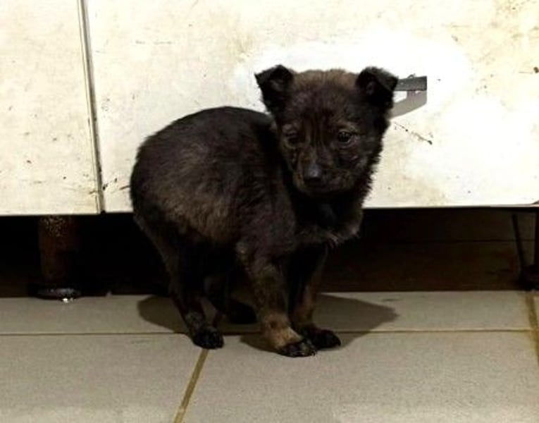 WINNIE - zurückhaltender, neugieriger Welpenjunge sucht seine Bezugspersonen