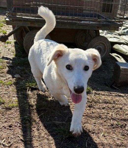 SIRIUS - zauberhafter Welpenjunge sucht seine Menschen