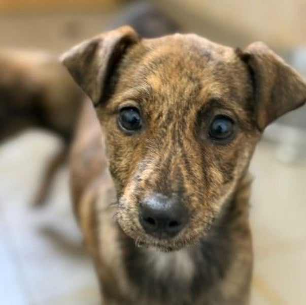 WANDA - zauberhaftes Welpenmädchen sucht ihre Familie