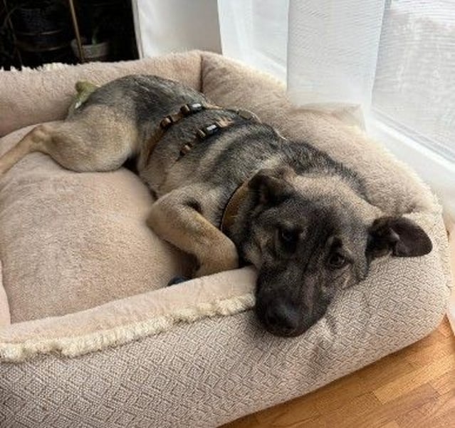 GLENNIE - aufgeweckter, liebenswerter Junghund sucht seine Familie