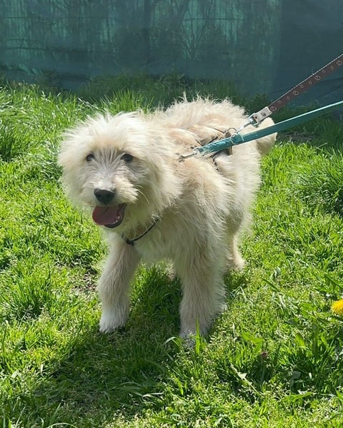 FUCHUR - süßer Welpenjunge sucht seine Familie