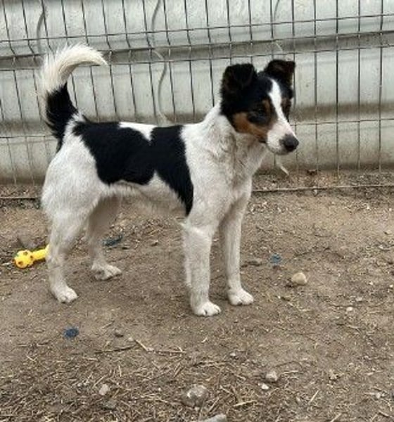 LADY - aufgeweckte Hündin sucht einfühlsames Zuhause