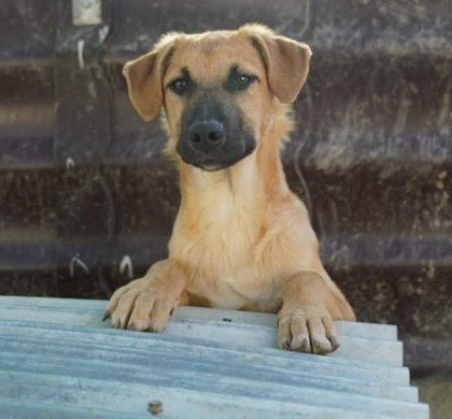 Gustav süßer Welpenjunge wartet auf seine Herzensmenschen