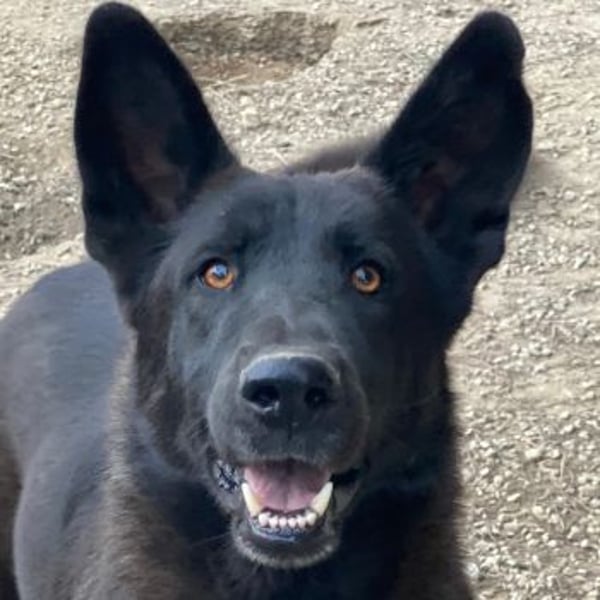 Zanders, geb. ca. 05/2023, lebt in GRIECHENLAND, im städt. Tierheim Serres